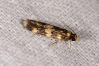 Oegoconia