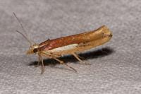 Ypsolopha parenthesella