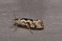 Ypsolopha sequella