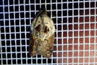 Acleris variegana