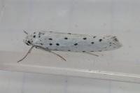 Yponomeuta