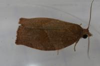 Pandemis heparana