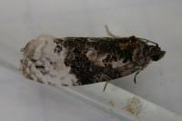 Apotomis betuletana