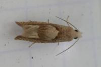 Eucosma conterminana