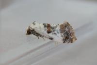 Neocochylis hybridella