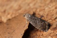 Cydia fagiglandana/splendana
