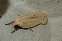 Agonopterix pallorella