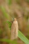 Agonopterix pallorella