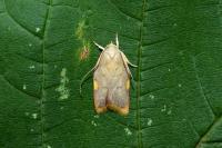 Carcina quercana