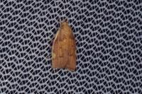 Carcina quercana