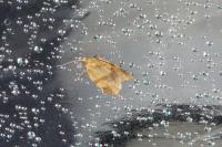 Clepsis consimilana