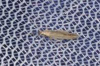Coleophora