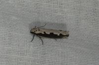 Ethmia bipunctella