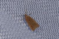 Helcystogramma triannulella