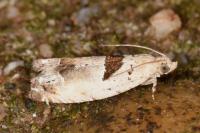 Epinotia ramella