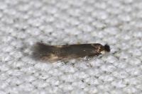 Bucculatrix nigricomella