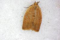 Clepsis consimilana