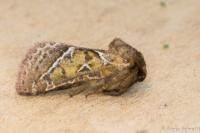Triodia sylvina