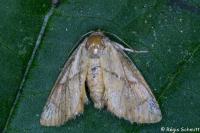 Apoda limacodes