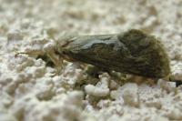 Korscheltellus lupulinus