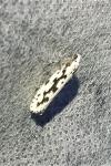 Ethmia pusiella/candidella