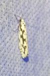 Ethmia pusiella/candidella