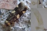 Oegoconia novimundi