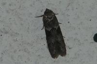 Blastobasis glandulella