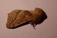 Triodia sylvina