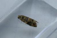 Lobesia botrana