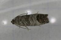 Cydia pomonella