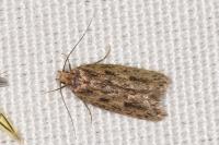 Hofmannophila pseudospretella