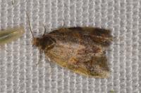 Epagoge grotiana