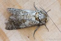 Cossus cossus