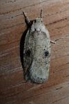 Agonopterix propinquella