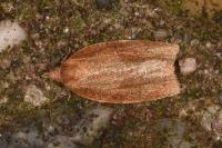 Pandemis heparana