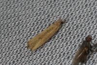Bactra venosana