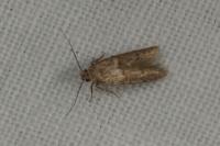 Blastobasis phycidella