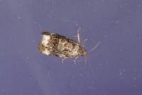 Endothenia