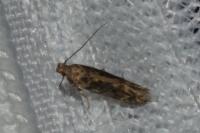 Scrobipalpa ocellatella