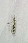Ethmia pusiella/candidella