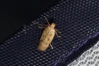 Bryotropha