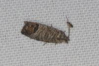 Cydia pomonella
