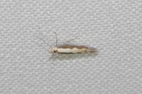 Plutella xylostella