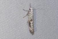 Yponomeuta irrorella