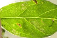 Chrysoesthia drurella