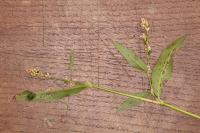 Calybites phasianipennella