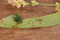 Calybites phasianipennella