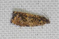 Enarmonia formosana