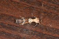 Mompha divisella